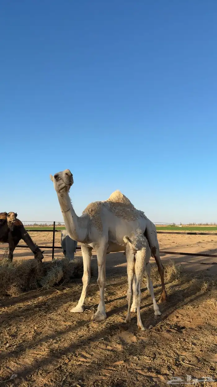 للبيع خلفه ام رابع 1