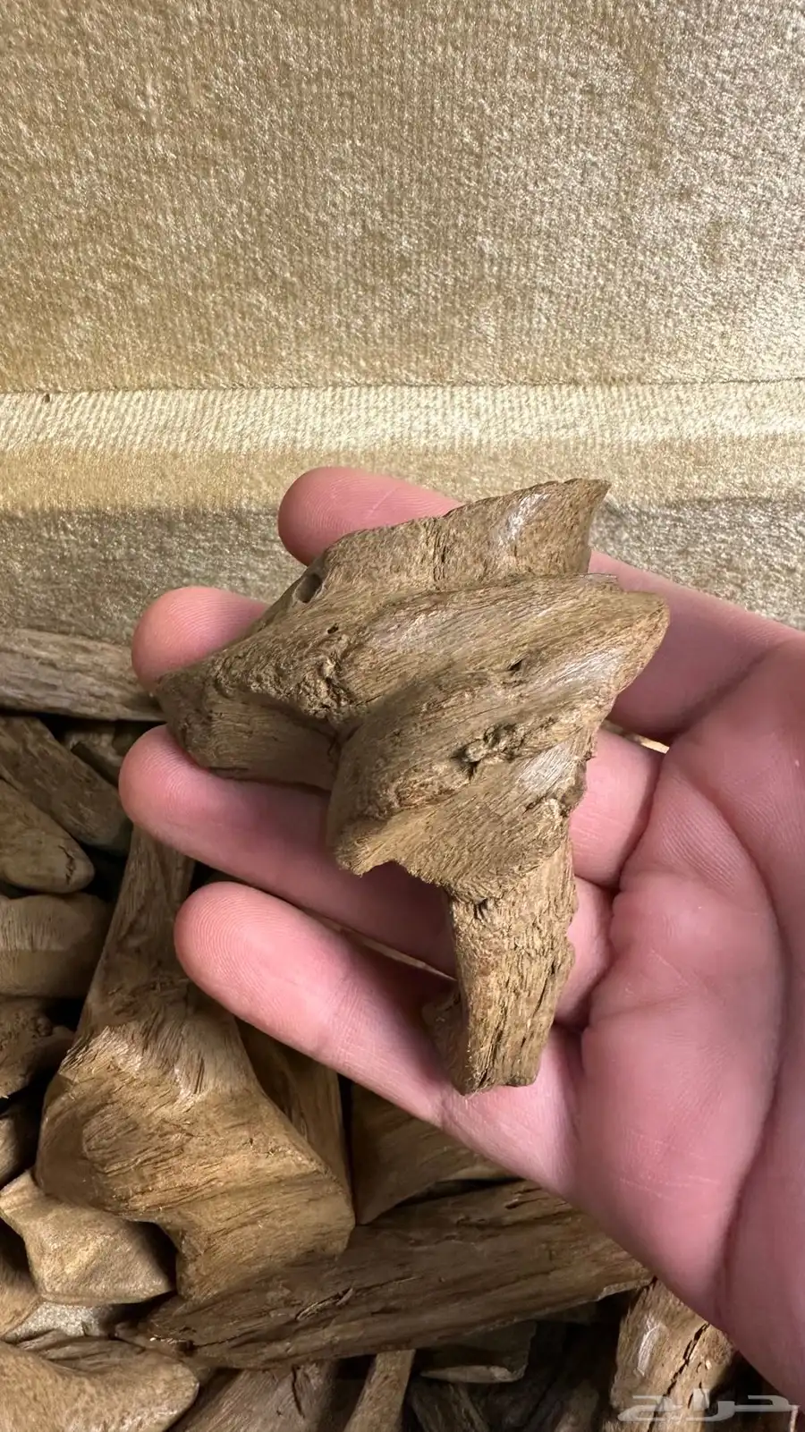 عود مروكي آصقون مفروز سوبر مرتفع 1