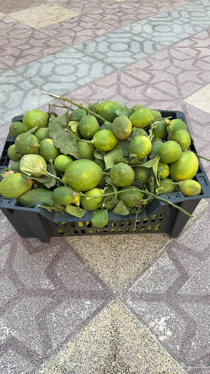 ليمون 2