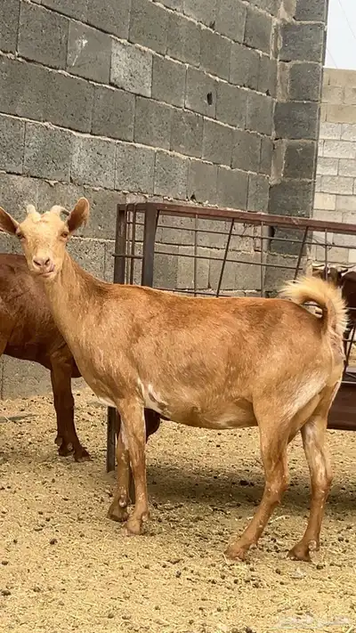 معزا دفيع 2