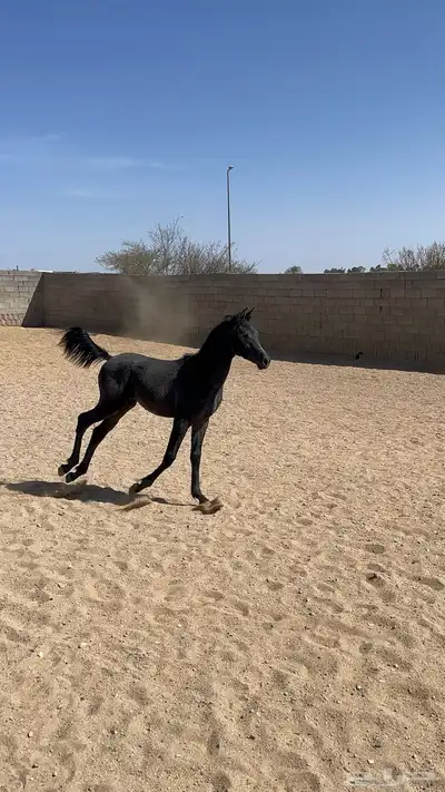 مهر للبيع اقبل معاريض غير الخيل 1