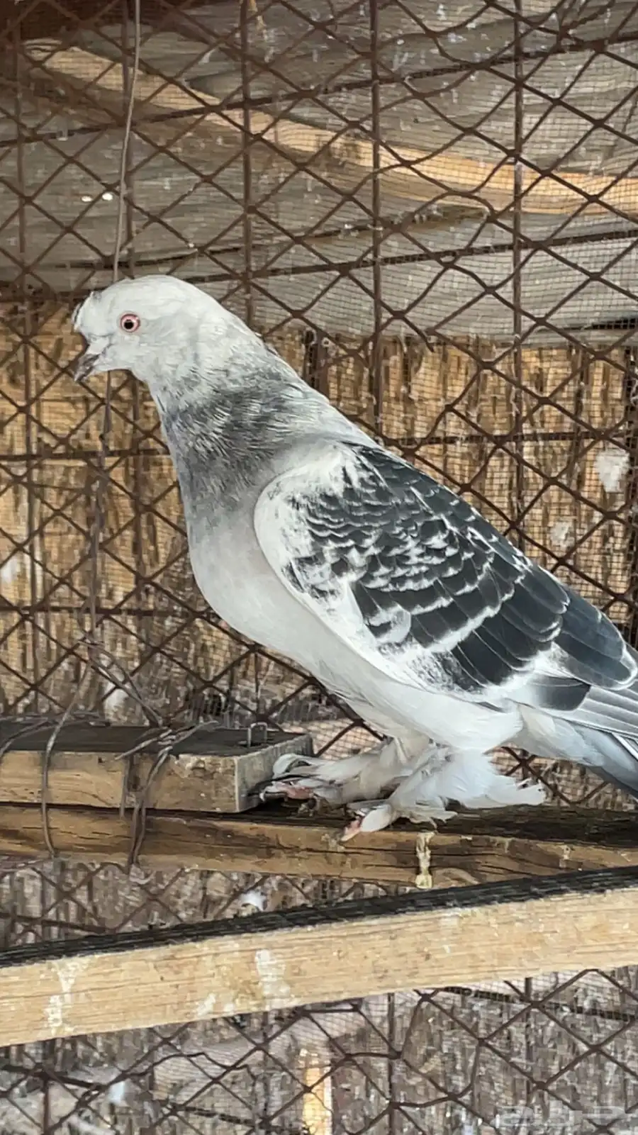 جوز الانثاء منتجه شرط دوبي بوالف الذكر معها 0