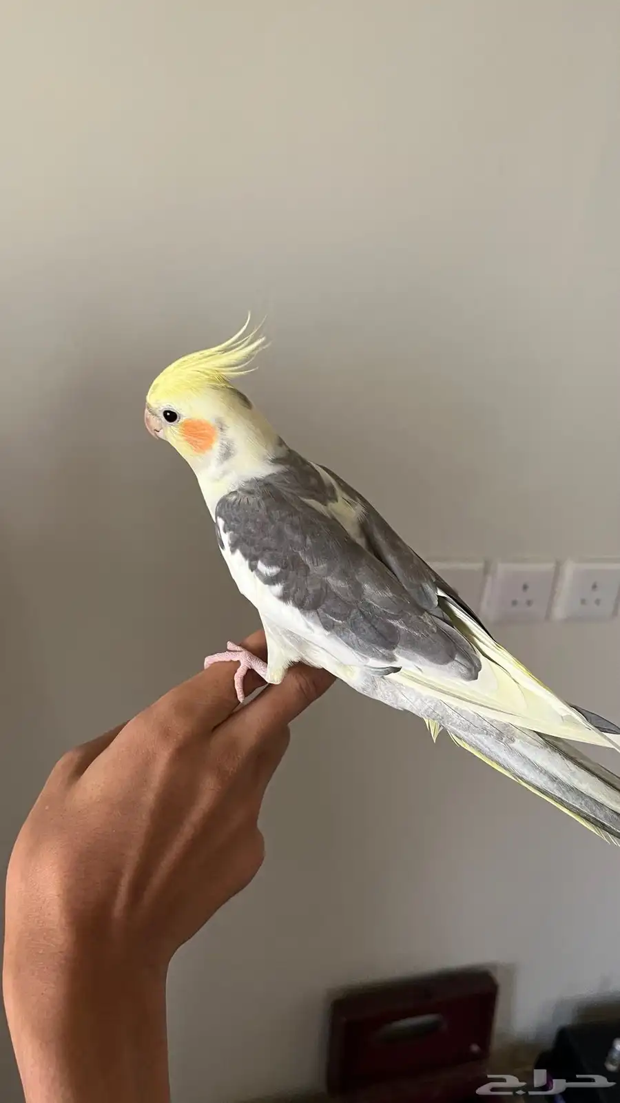كروان اليف عمره تقريبا 8 اشهر 3