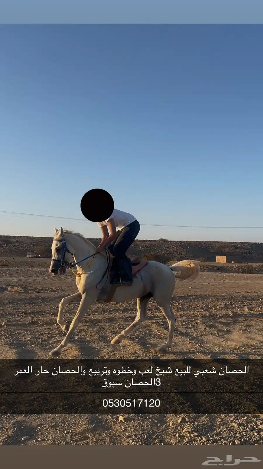 حصان شعبي سليم شرط تربيع وخطوه وشخره ولعب بادوك وسبوق 0