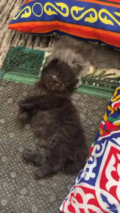 قطط شيرازي هملايا 1