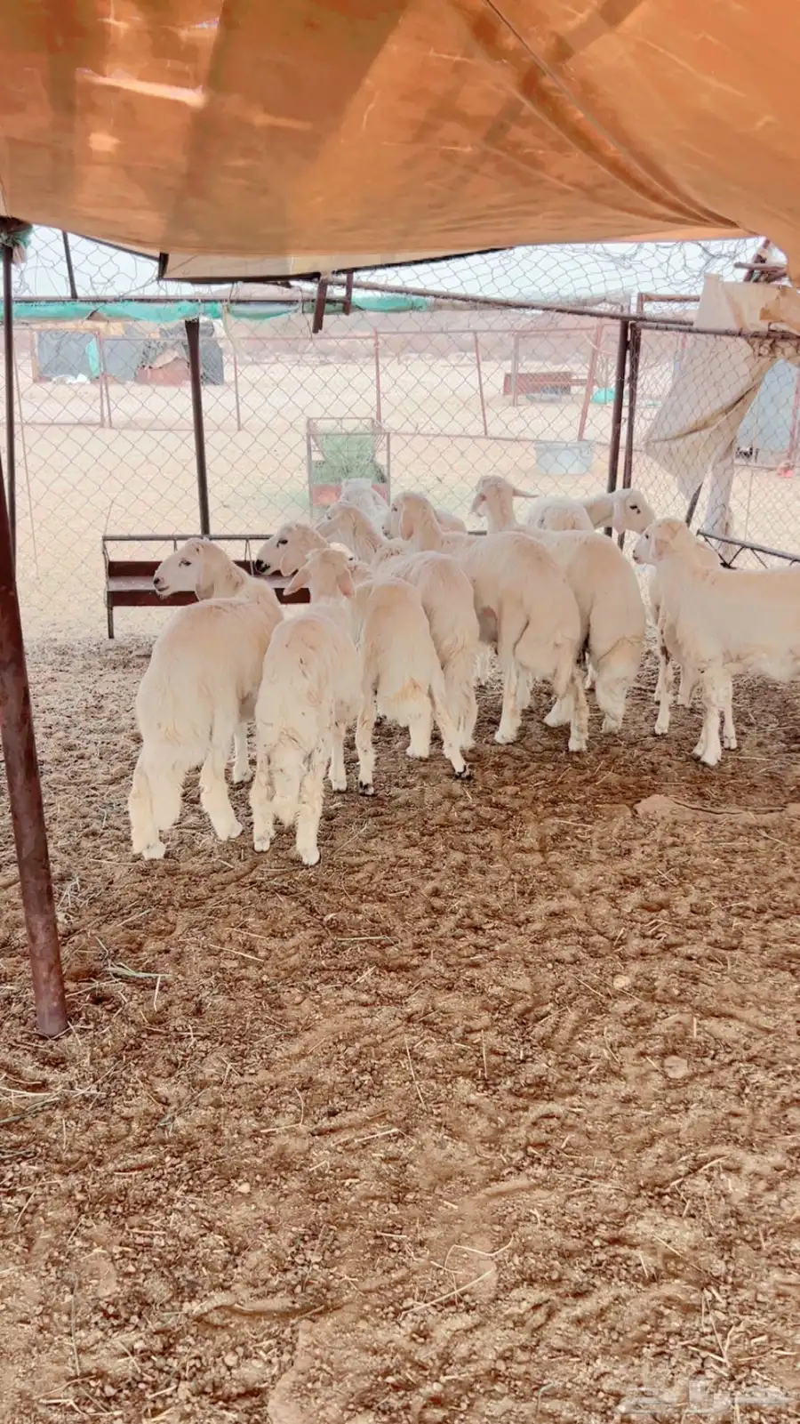 خرفان ورخل index