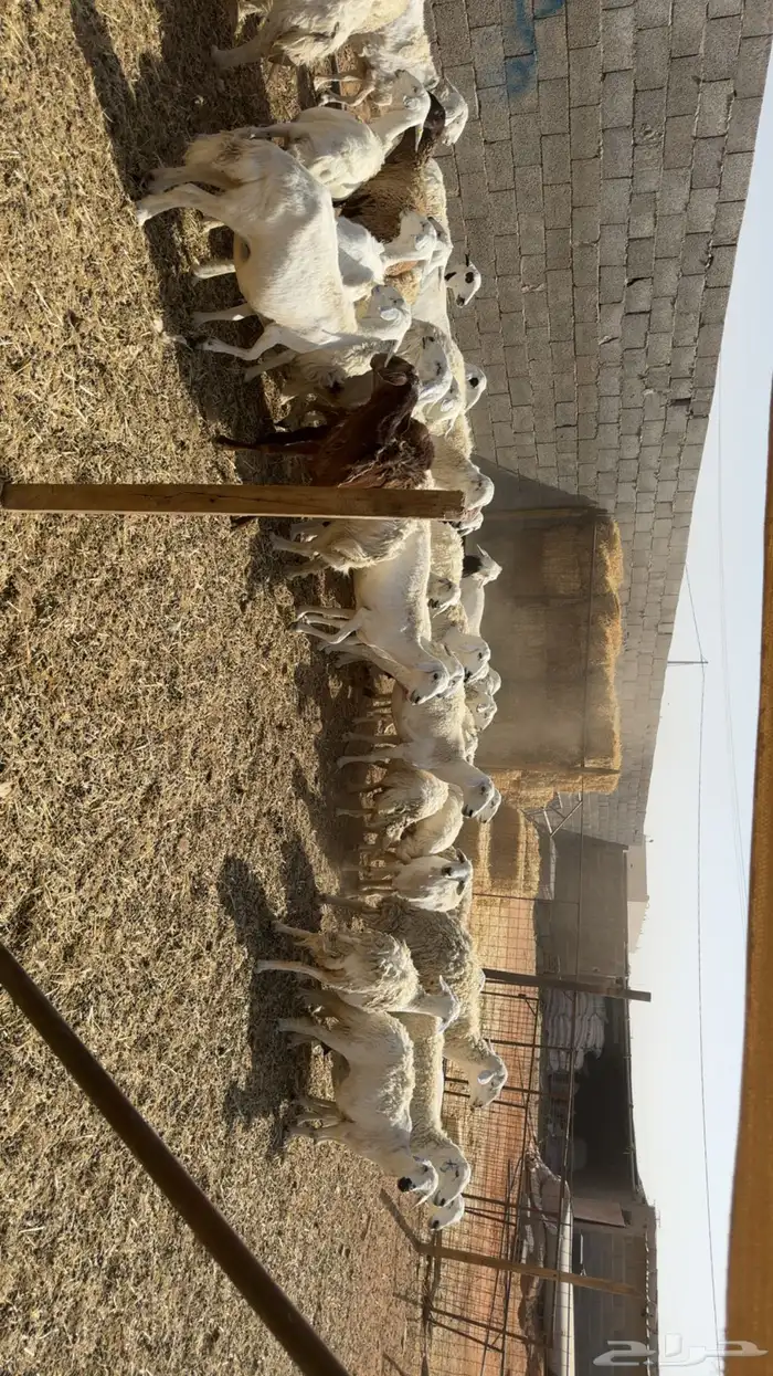غنم بفحولها 6