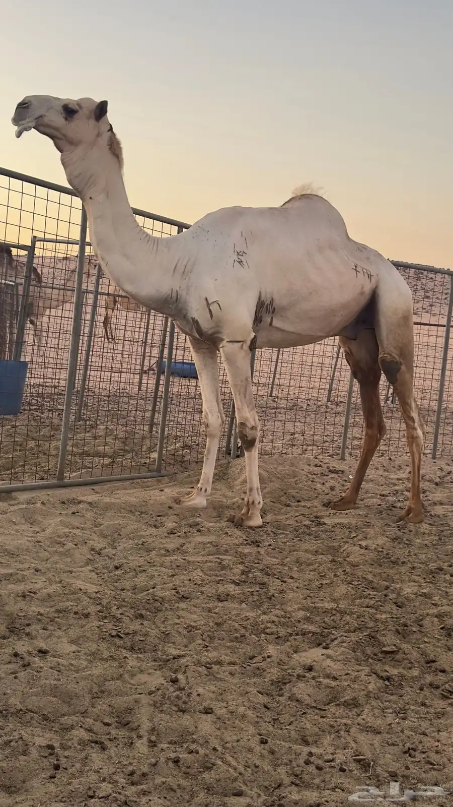 فحل شاهين صاحب سياره الجنادريه من 19 كيلو 4