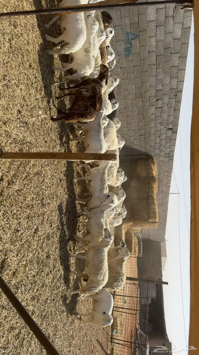 غنم بفحولها 3
