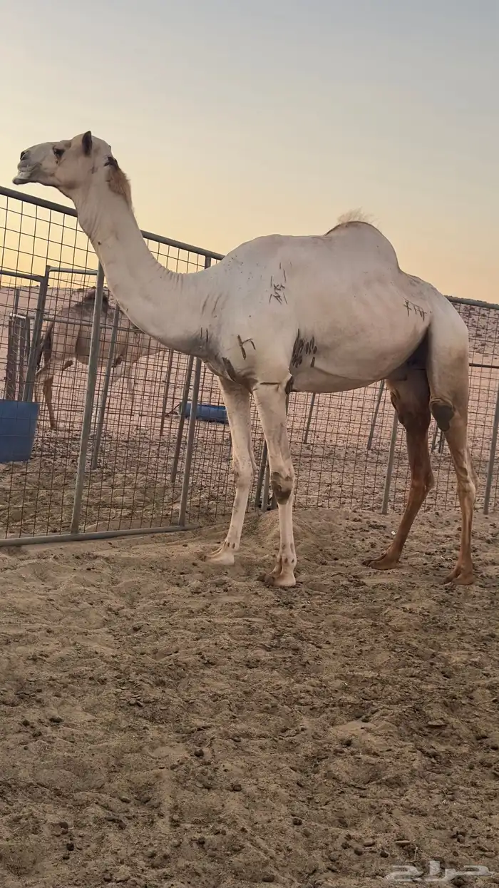 فحل شاهين صاحب سياره الجنادريه من 19 كيلو 3