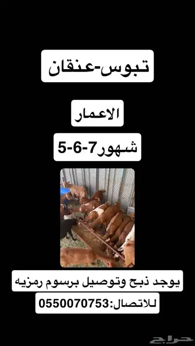 تيوس عنقان 0