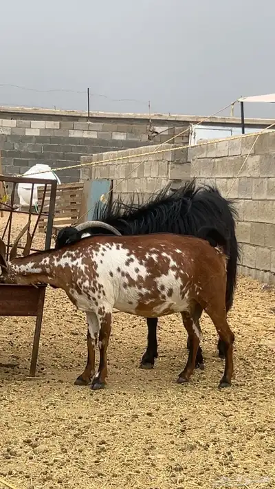 معزا دفيع 3