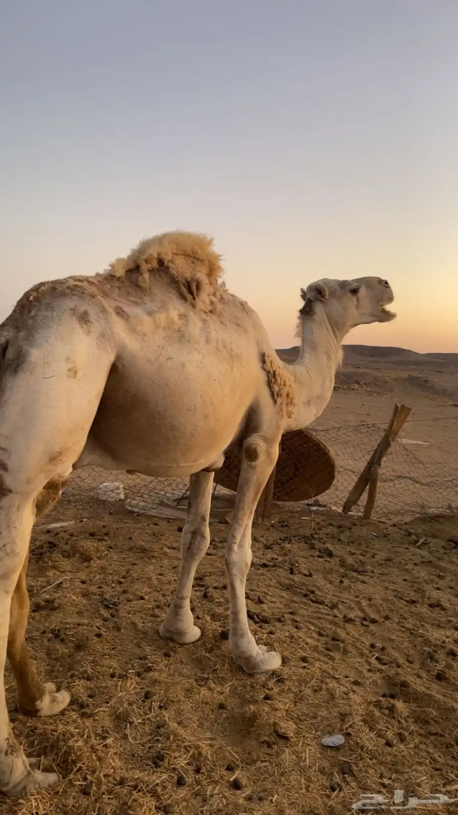 جمل شرط اضراب 1