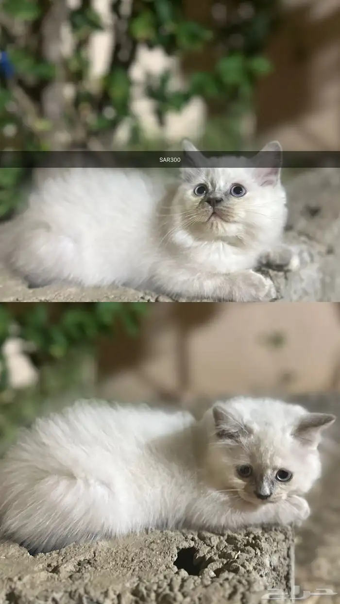 قطط شيرازي للبيع 1