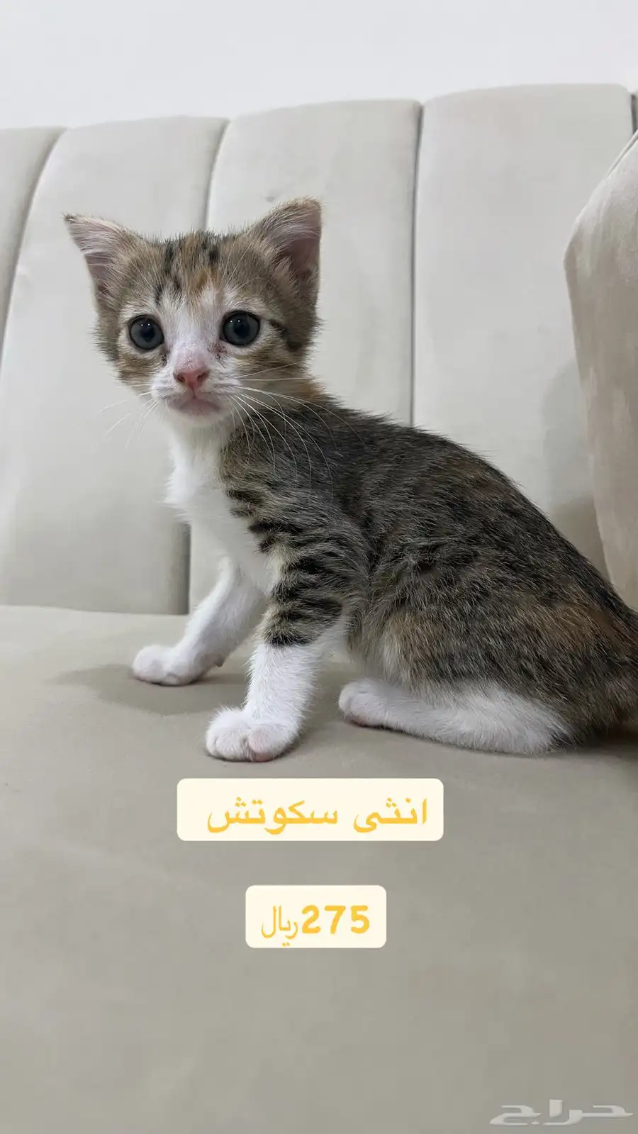 قطط سكوتش للبيع بسعر مناسب 3