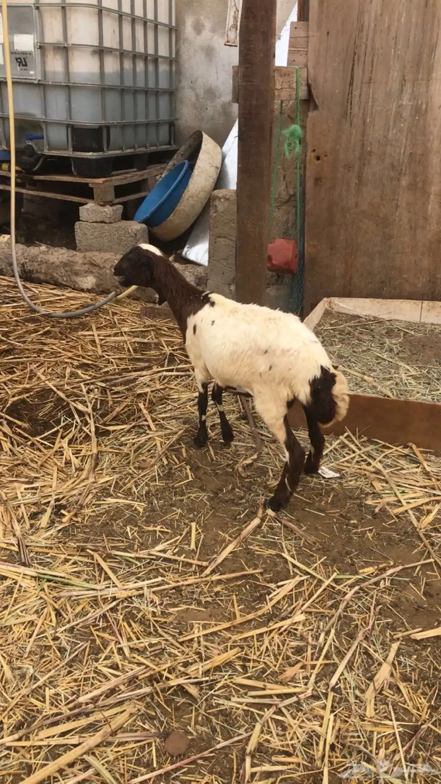 رخل طيبة تبارك الله مد وسمينه تصلح للمقنى 0