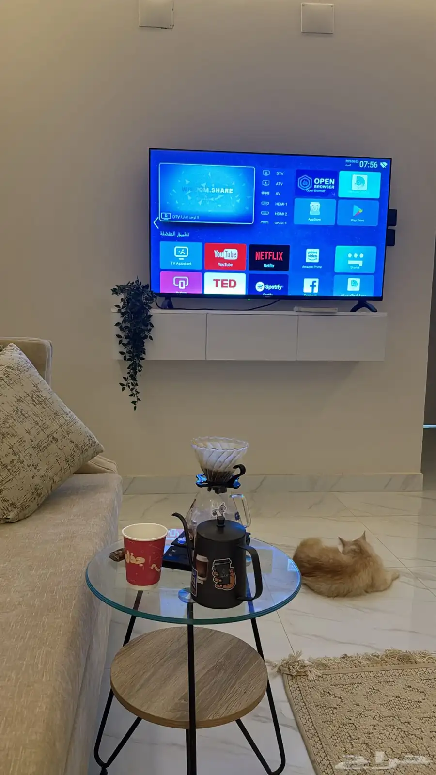 قط لتبني مع جميع اغراضه م عدا الاكل 2
