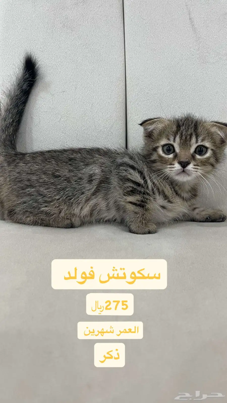 قطط سكوتش للبيع بسعر مناسب 0