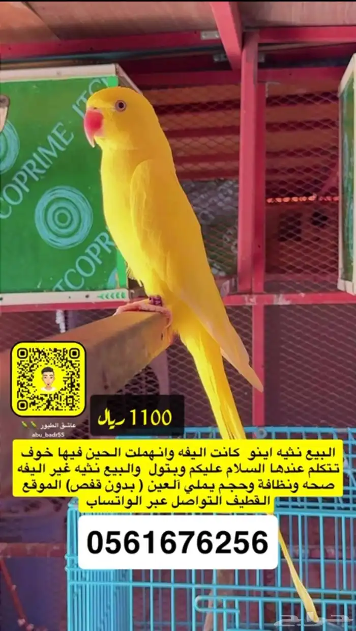 انثى درة لاتينو 0