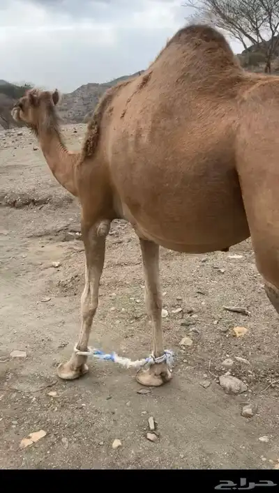 للبيع ناقه لقحه 1