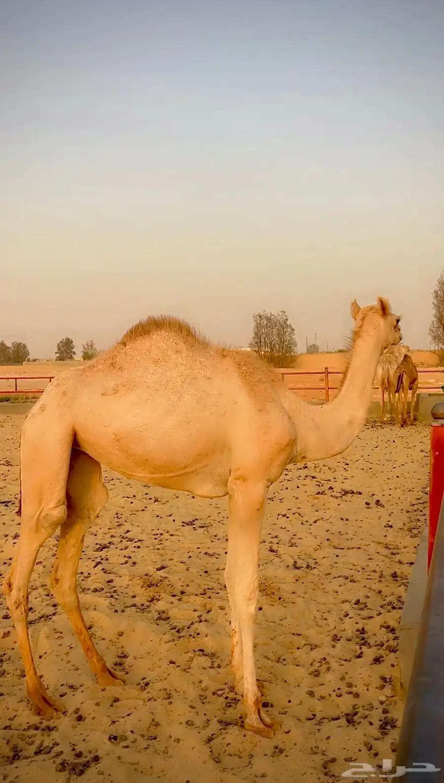 بكره اصيل مفروده للبيع سلالتها طيبه وسبق من النوادر 0