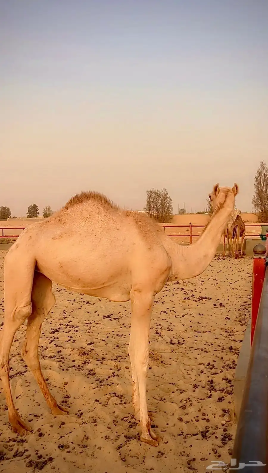 بكره اصيل مفروده للبيع سلالتها طيبه وسبق من النوادر 4