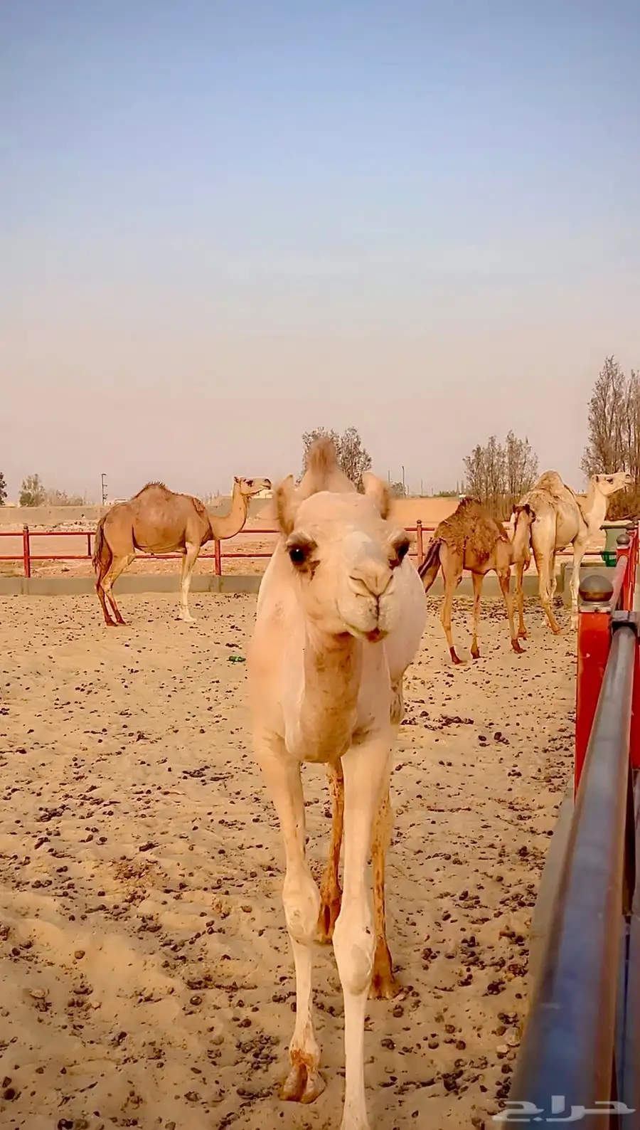 بكره اصيل مفروده للبيع سلالتها طيبه وسبق من النوادر 3