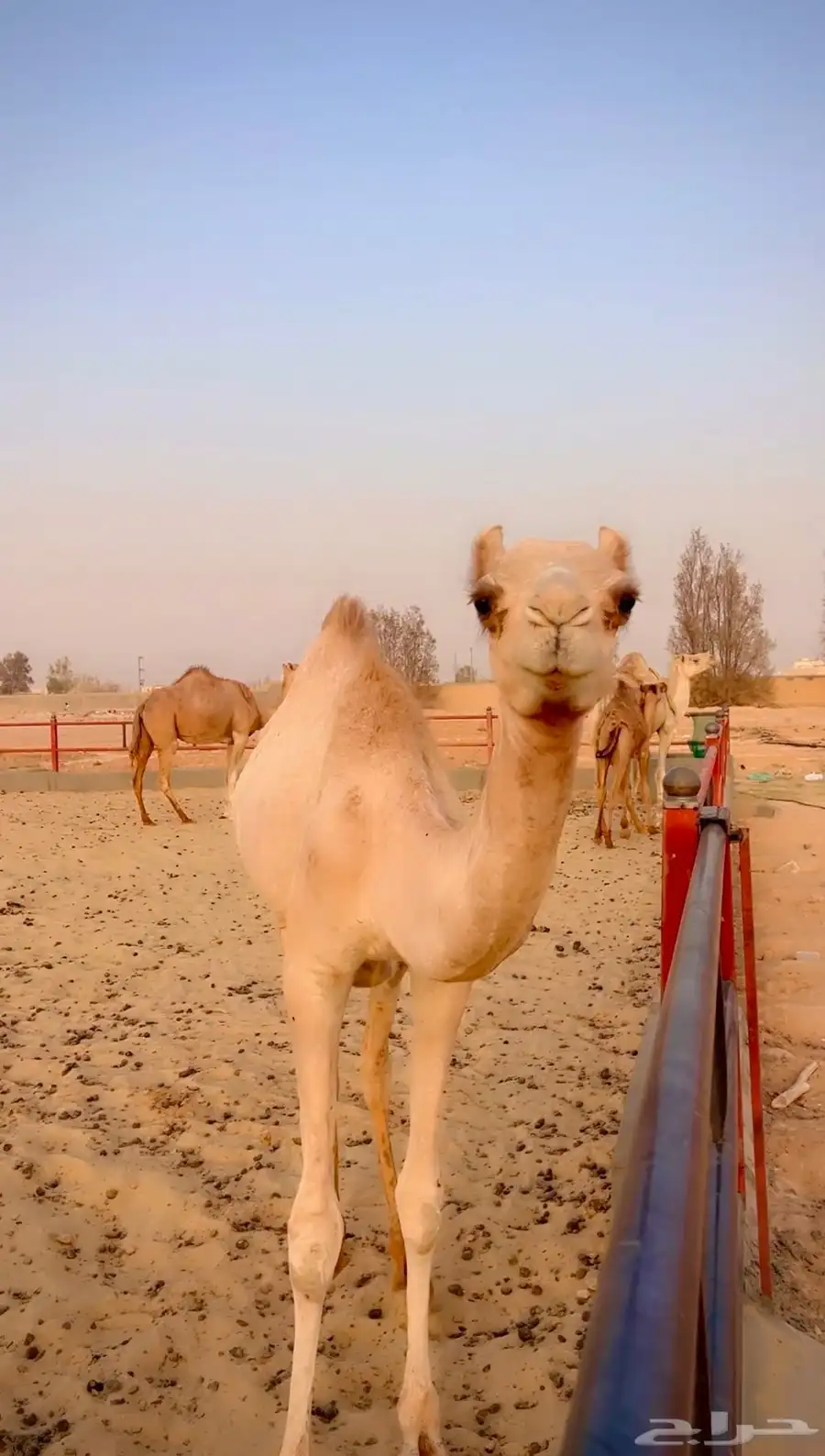 بكره اصيل مفروده للبيع سلالتها طيبه وسبق من النوادر 2