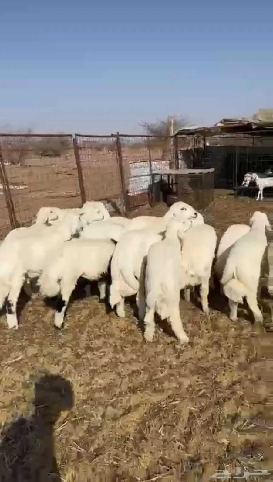 للبيع طليان طيبه 1