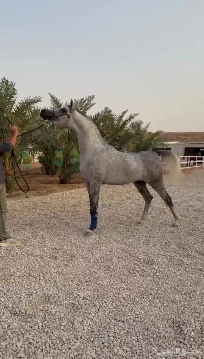 متوفر لدينا ايواء خيل في ديراب ( وتجهيز خيل الشو ) 0