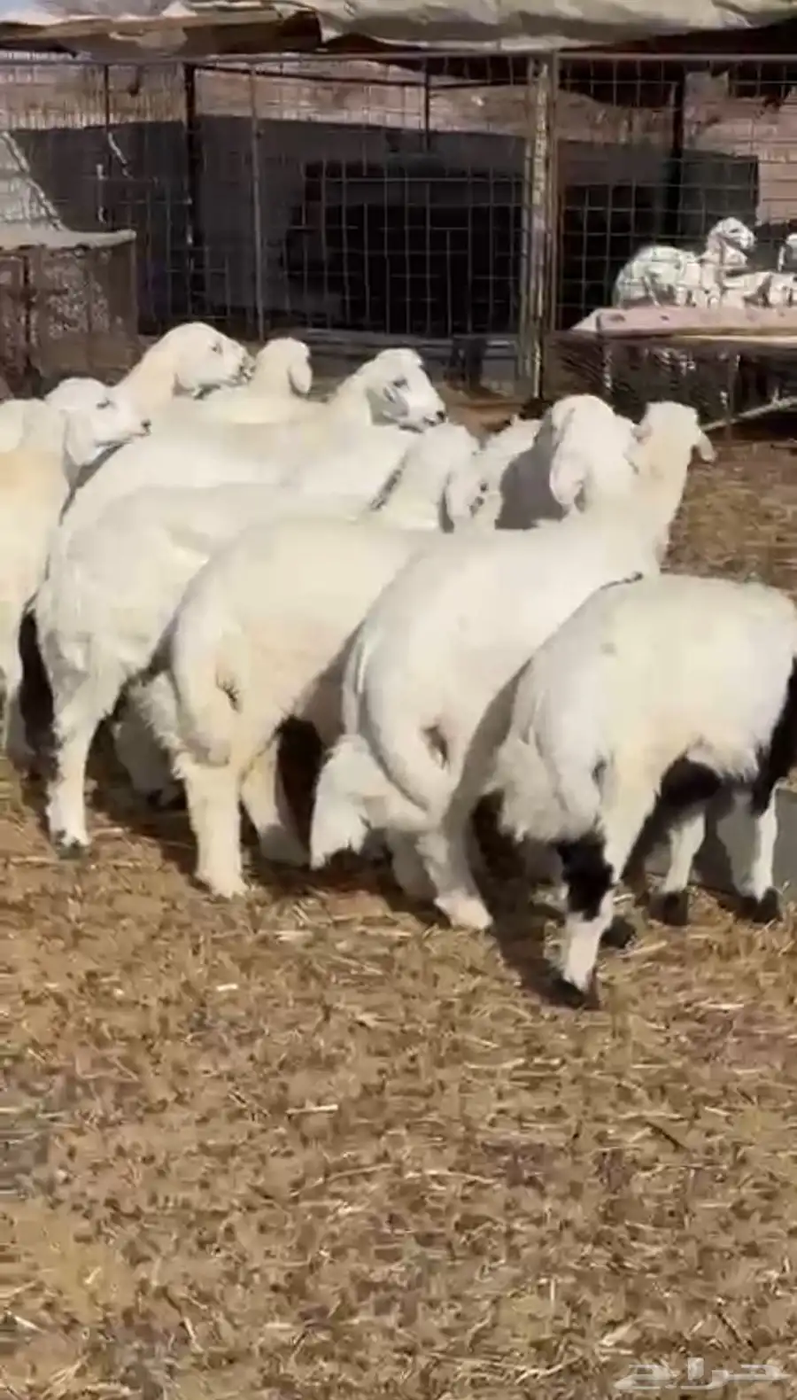 للبيع طليان طيبه 3