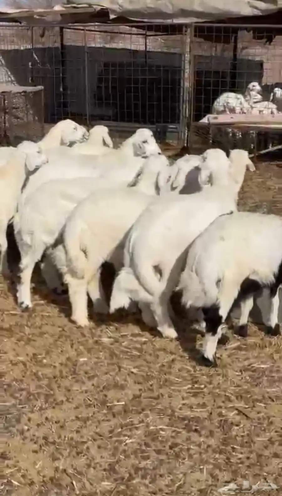 للبيع طليان طيبه 0