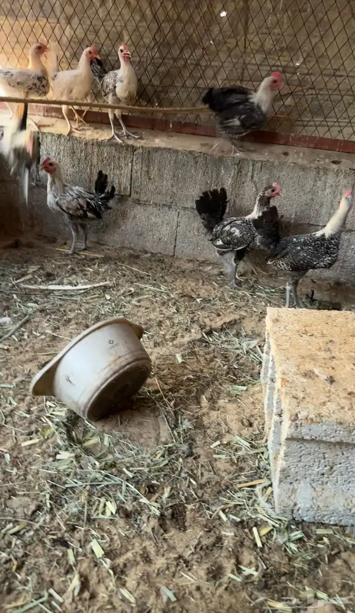 للبيع ديوك عمر 4 5 أشهر 3