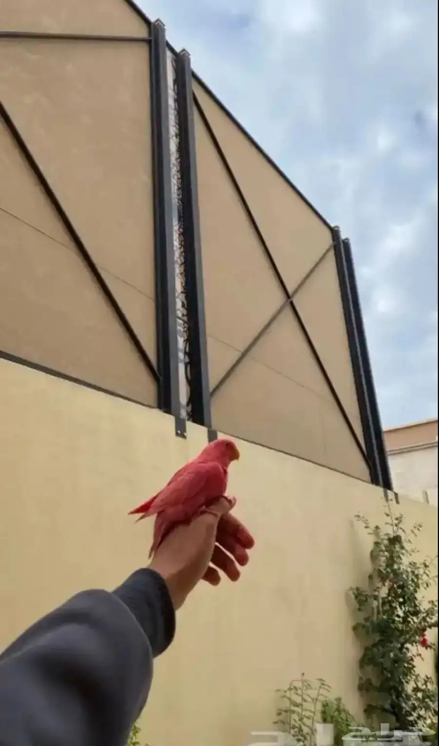 طيور روز جمله و يوجد تفريد 8