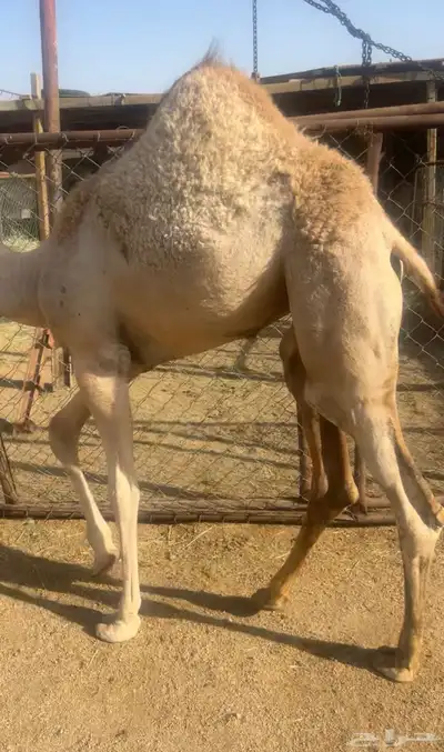 حواره لبانيه شراكه ارباع واثمان 0
