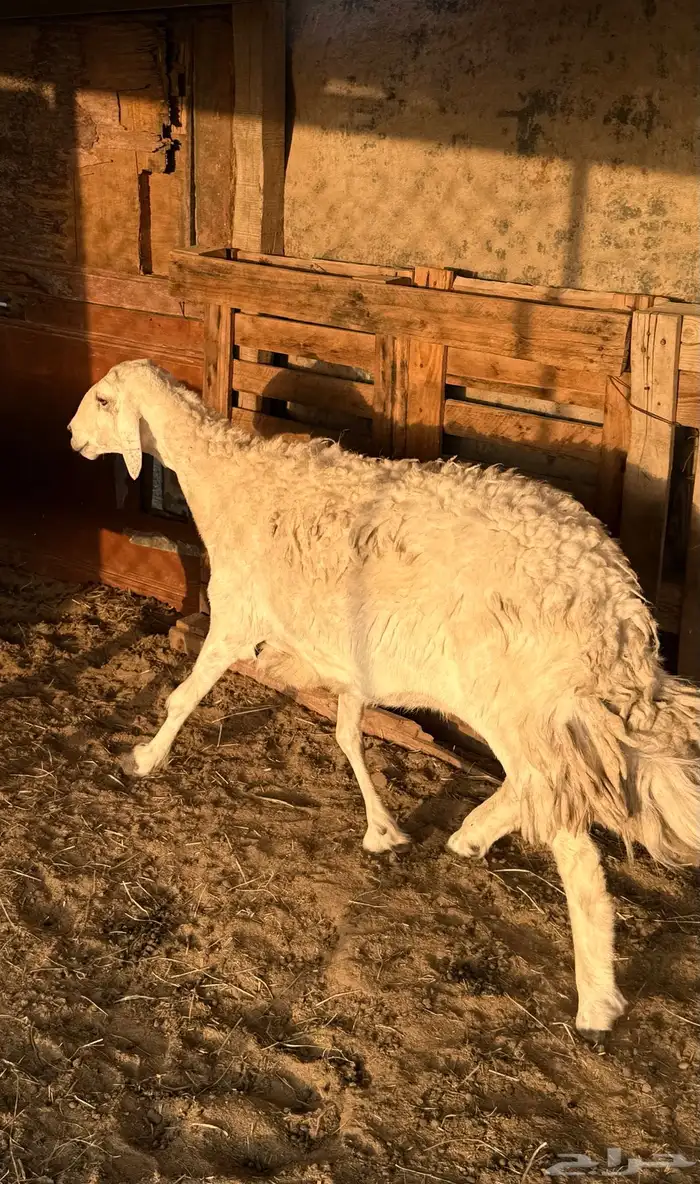 حريات طيبه 0