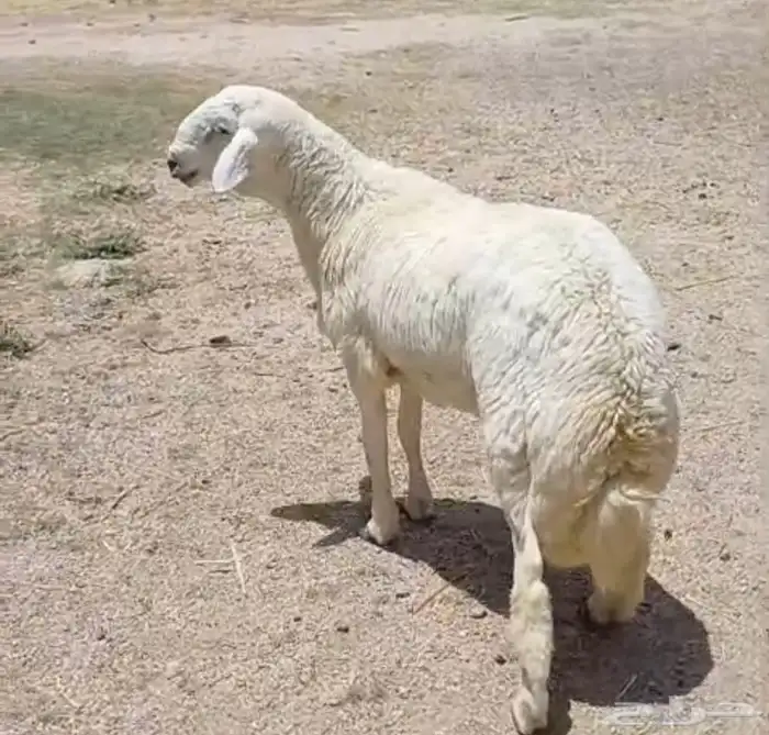 طلي فحل 2