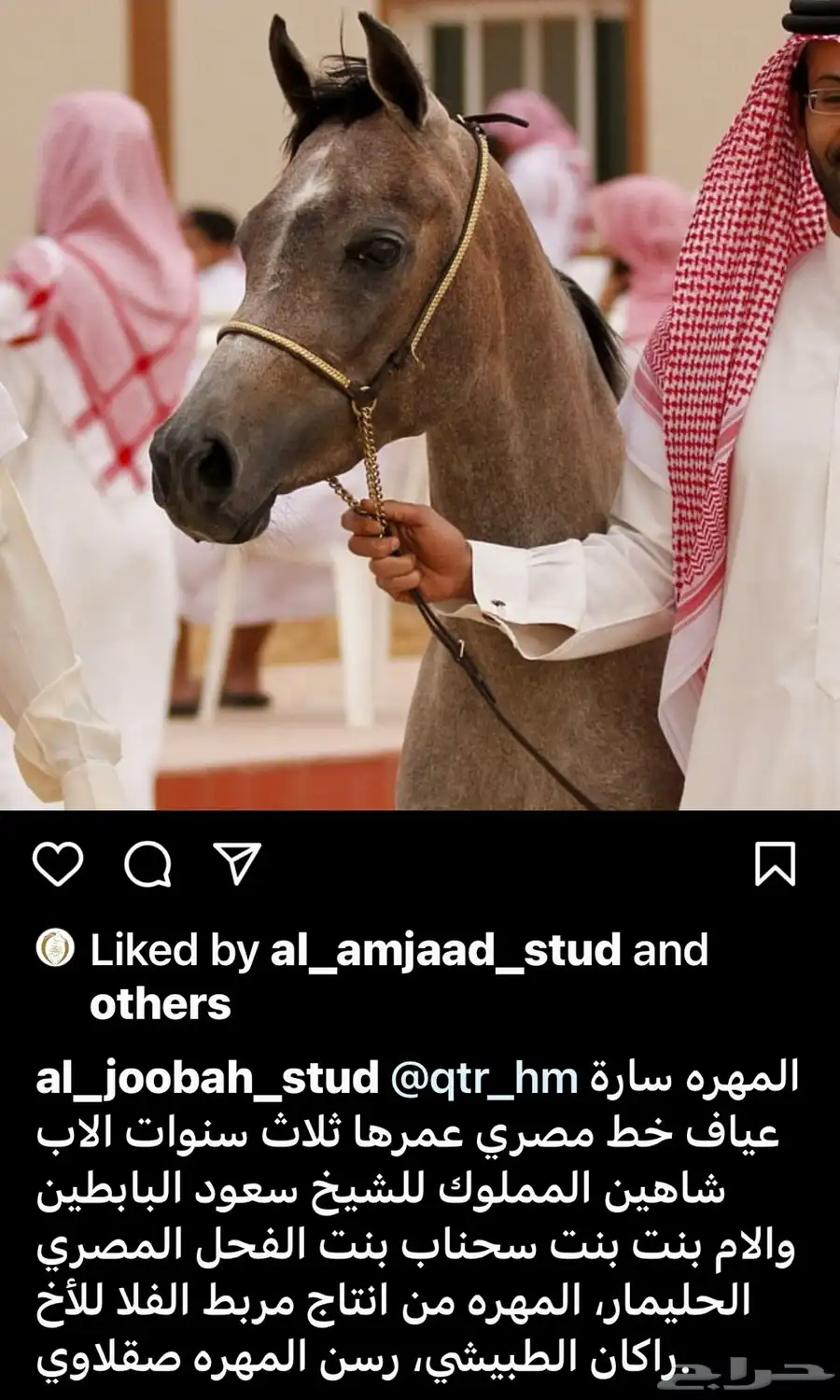 فرس واهو دم مصري بيور عائلة منية النفوس 2