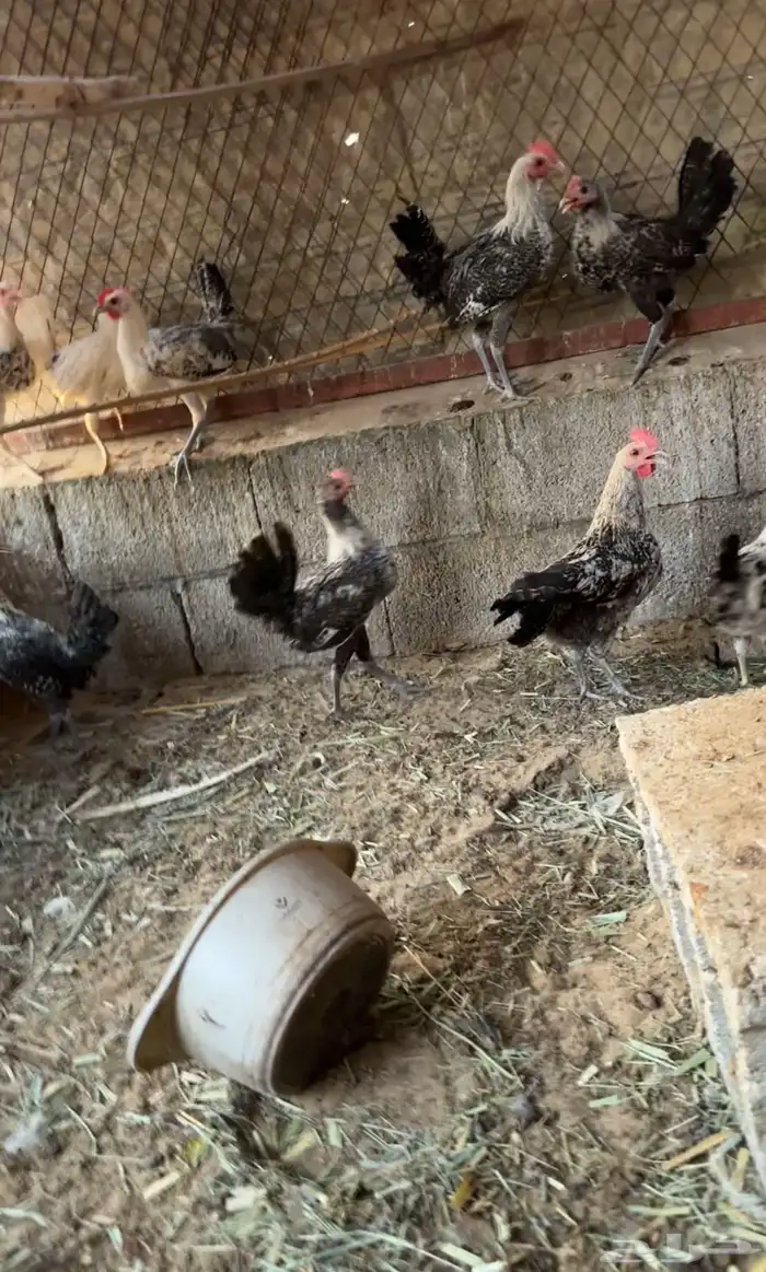 للبيع ديوك عمر 4 5 أشهر 2