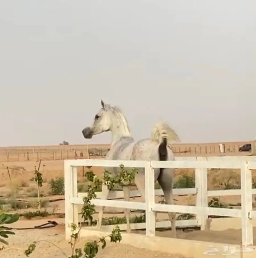 فرس واهو دم مصري بيور عائلة منية النفوس 0