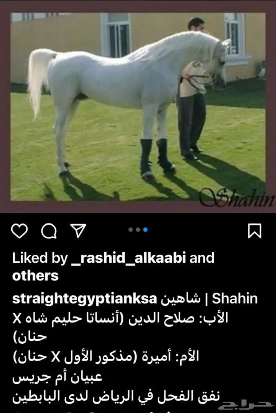 فرس واهو دم مصري بيور عائلة منية النفوس 3