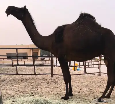 لقحه بكر ثنيه نادره 0