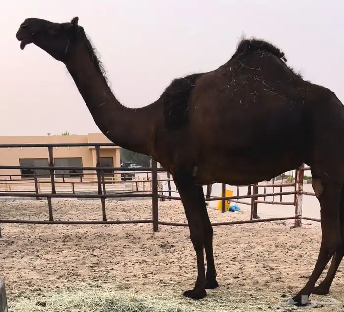لقحه بكر ثنيه نادره 0