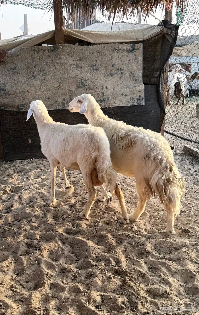 حريات طيبه 1