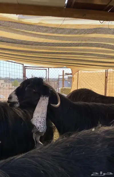 معزاء عوارض صنف الصنف معرفات 6
