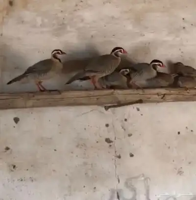 جوز قهدي قهابا 0