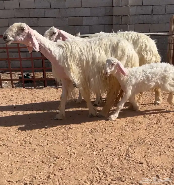 للبيع شياه عيساء كفووو والد تمم البيع 1
