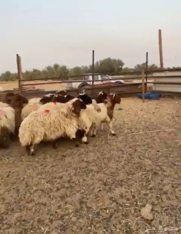 طليان 1