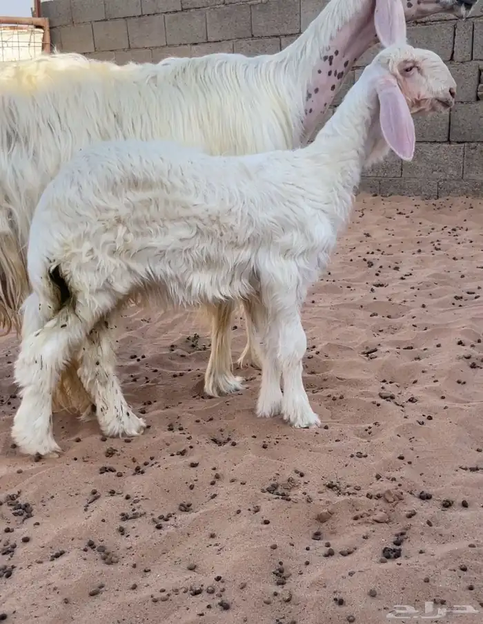 للبيع شياه عيساء كفووو والد تمم البيع 0
