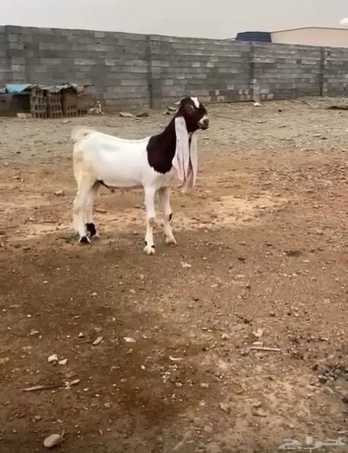 مشروع فحل 0